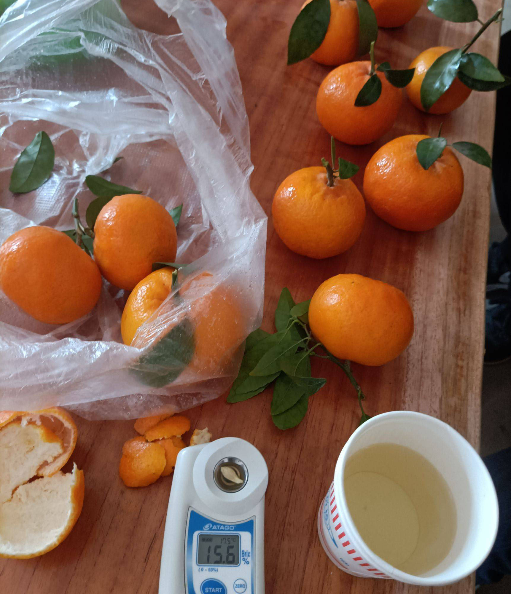 高達(dá)15.6甜度的現(xiàn)摘沃柑