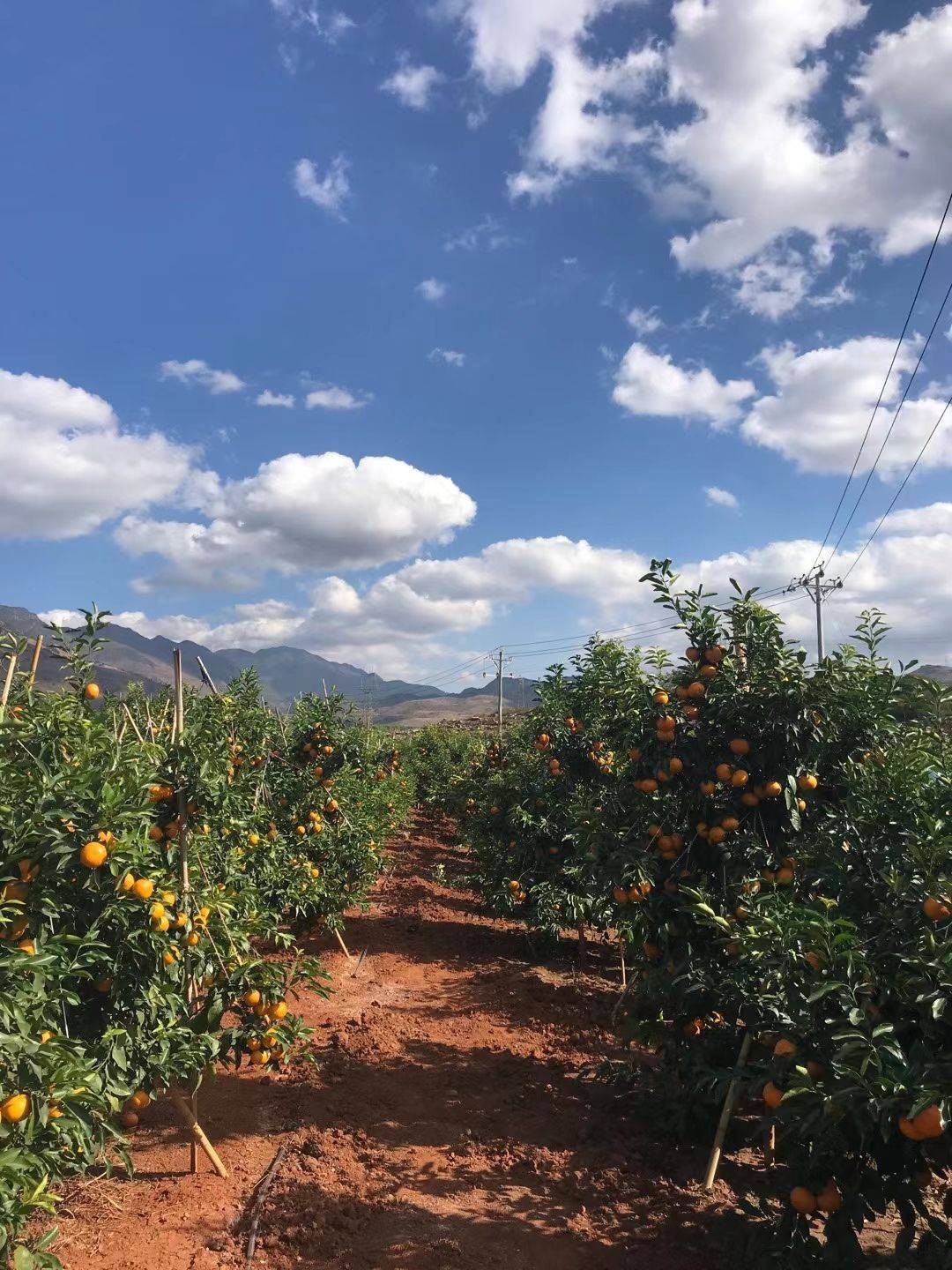 藍(lán)天白云下的沃柑